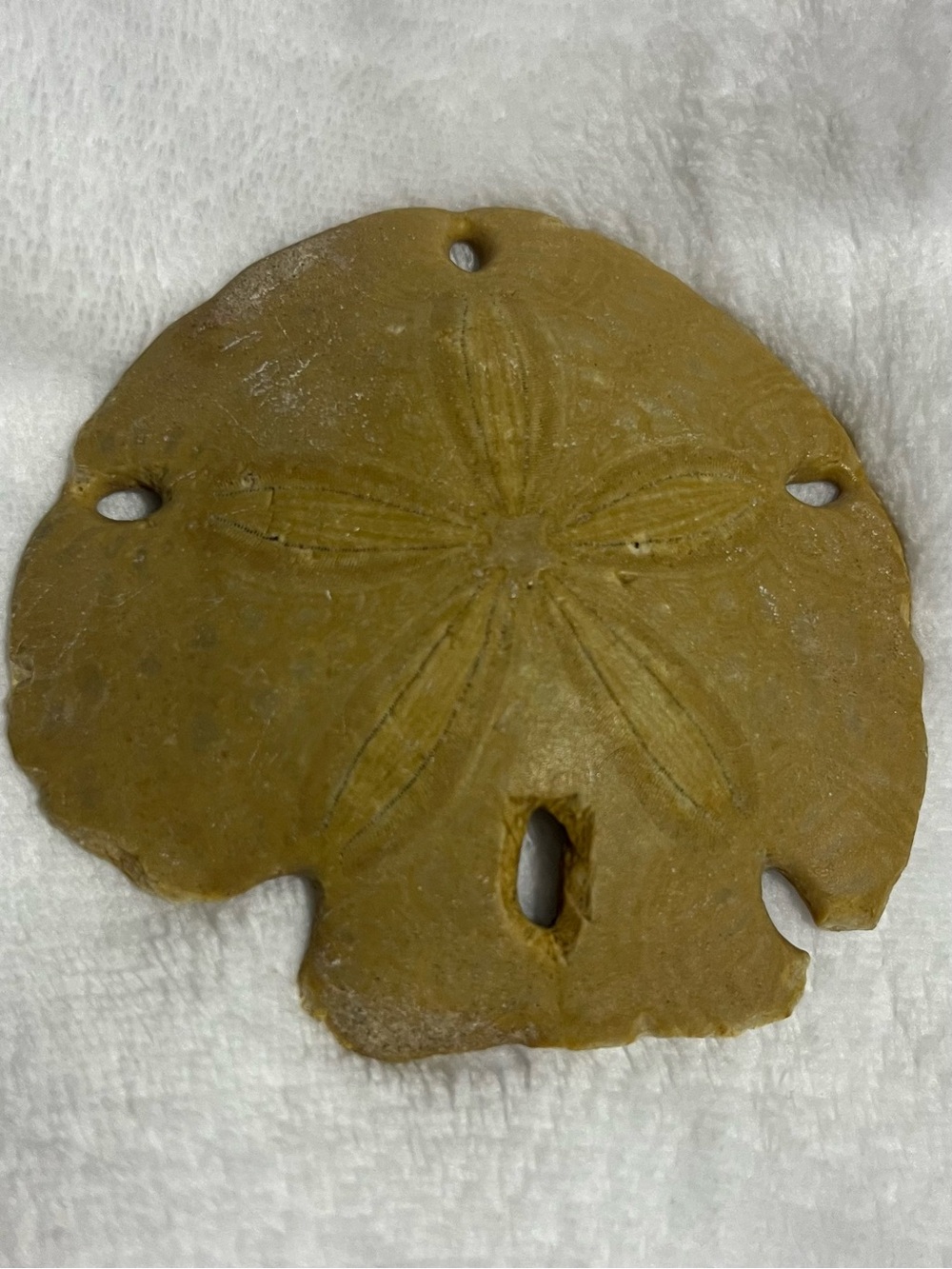Natural Keyhole Sand Dollar Shell Beach Ocean Coastal Decor Collectible 4-5 In